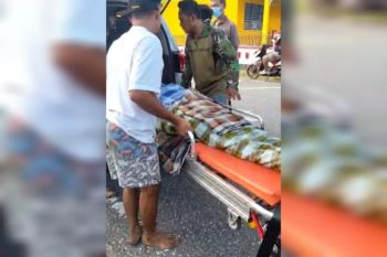 BPBD: Warga di Buton Selatan tewas ditelan ular sepanjang delapan meter