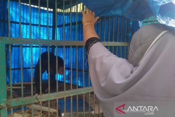 BKSDA evakuasi beruang terjerat