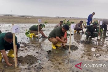 PT Timah tanam ribuan bibit mangrove di Kepri