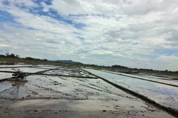 Realisasi luas tambah tanam di Lampung hingga Juni capai 640.851 hektare