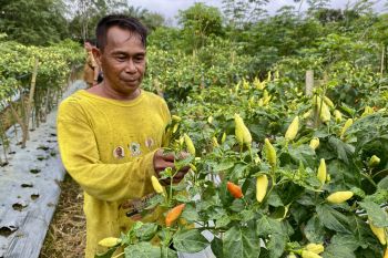 Harga cabai tembus Rp70 ribu, petani Sawang Tapin diuntungkan