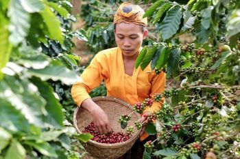 Kopi robusta dan arabica desa Senduro di kaki Gunung Semeru miliki cita rasa berkualitas