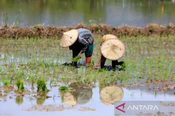 FOTO - Target produksi beras nasional 2026