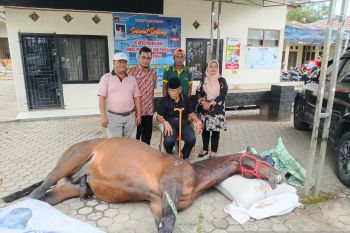 Fort De Kock, kuda legendaris milik Pemkot Bukittinggi mati