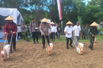 Sebanyak 11 ribu hektare lahan di Sumbawa Barat ditanami jagung