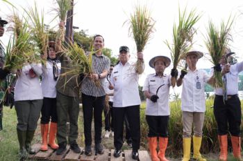 Sulbar tingkatkan infrastruktur pertanian guna genjot produksi padi