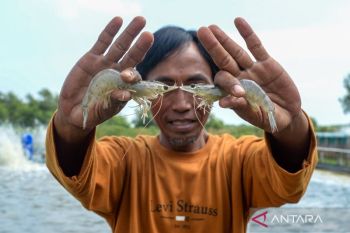 Ribuan kontainer udang asal Indonesia boleh masuk Amerika