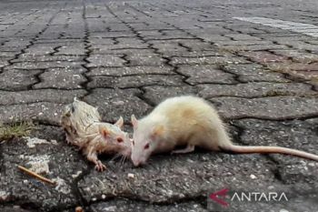 Dinkes Yogyakarta uji tikus dari lokasi pasien meninggal akibat leptospirosis