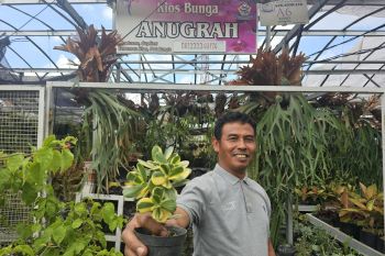 Kisah klaster usaha tanaman hias binaan BRI