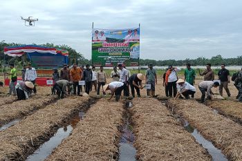 Pemkab Pasaman Barat catat ketersediaan beras mencukupi