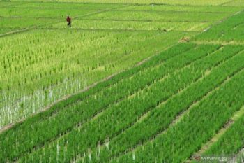 UGM : Bakteri bisa gantikan pestisida sintetis