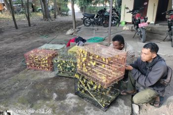 BKSDA NTT menggagalkan pengiriman 1.260 ekor burung dilindungi ke Surabaya