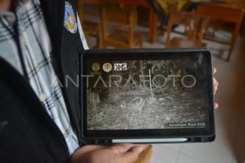 Penemuan spesies langka kelinci belang Sumatera