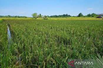 Pemerintah bangun sumur bor untuk para petani di Natuna