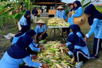 Lanud Natuna berhasil produksi jagung pulut ketat putih