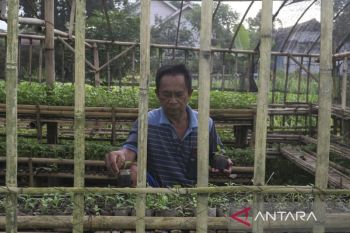 Budi daya cabai menggunakan polibag dari limbah daun pisang