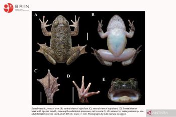 BRIN temukan dua spesies katak baru bertaring