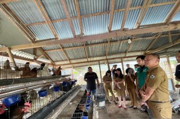 PLN latih budi daya dan pengolahan limbah ayam buras di Tomohon