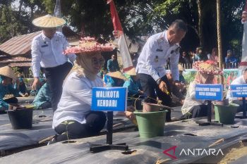 Pemkot siapkan 12 hektare lahan pertanian kota di Kendari