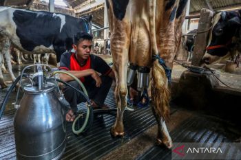 Indonesia's DPN urges govt to prioritize dairy farming in food program