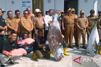 Dinas Perikanan Biak siap kirim ikan ke Papua Pegunungan