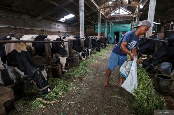 Populasi sapi perah Jatim mulai pulih pasca wabah PMK