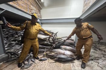 Pemprov Papua Pegunungan dorong warga konsumsi ikan mencegah stunting