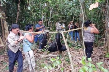 Beruang madu yang terjerat di Inhu dievakuasi