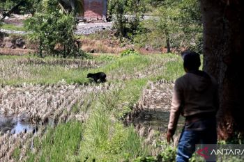 Diduga habitatnya terganggu, beruang madu masuk areal pertanian warga di Tanah Datar