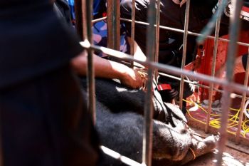 Beruang madu di Tanah Datar dilumpuhkan dengan tembakan bius