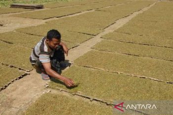Sebanyak 350 ulama Madura patungan beli tembakau petani