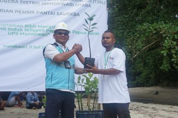 PLN menanam 1.000 bibit mangrove di Kabupaten Manokwari