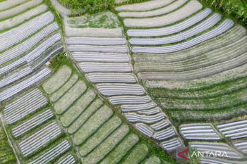 Enam kecamatan di Sigi mulai cetak sawah baru seluas 1.200 ha