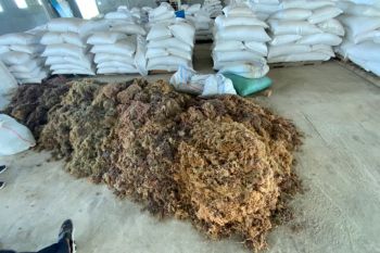 Budidaya rumput laut bisa jadi peluang sejahterakan warga pesisir di Kepri