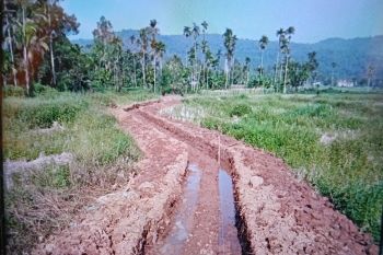 Pemkab Pasaman Barat catat 41.247 ton produksi padi di semester I 2025