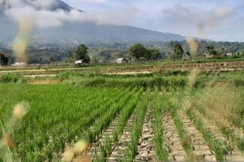 Kemarau panjang, masyarakat Agam gelar Shalat minta hujan