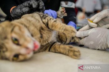 Sterilisasi kucing liar di Kota Bandung