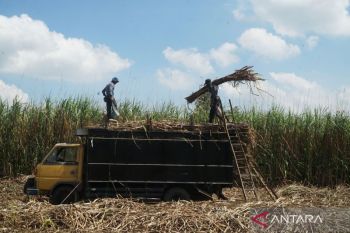 Indonesia maps out 920,000 ha of land for ethanol production push