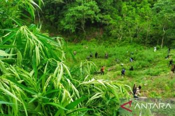 Ditemukan ladang ganja di Desa Krisik Blitar