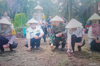 Pemkab Pasaman Barat catat 89.262 ton produksi jagung semester I 2025