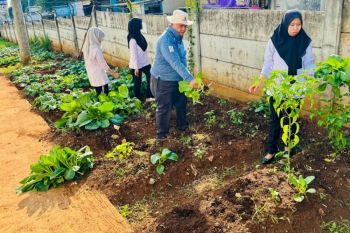 Lapas Semarang  panen 29,5 kg sawi hasil pemberdayaan lahan