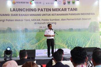 Investor mulai investasi perkebunan jagung di Padang Pariaman wujudkan ketahanan pangan