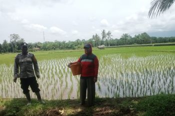 Pasaman Barat cerahkan petani tanam padi tiga kali setahun