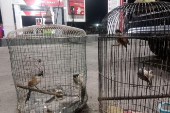 Polisi tangkap pelaku perburuan satwa dilindungi di TN Baluran