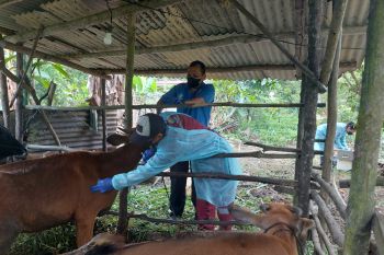 DKPP Bintan vaksinasi 200 ternak sapi guna cegah penyebaran PMK