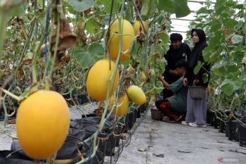 Wisata petik melon milik BumDes di Malang