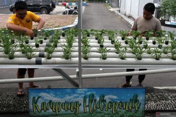 Kampung hidroponik di Malang