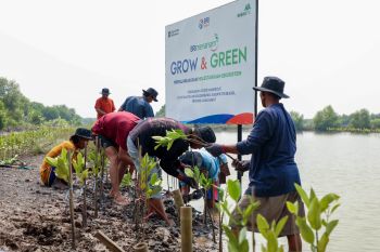BRI komitmen selamatkan lingkungan melalui penanaman mangrove