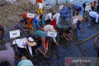 Pemkot Kendari tanam 500 pohon mangrove guna cegah abrasi di pesisir