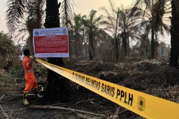 PT TMP klarifikasi terlibat Karhutla di Rohil